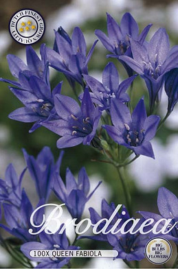 Mini Agapanthus Queen Fabiola x100 5/6