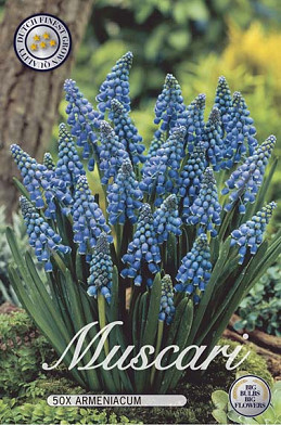 Muscari Armeniacum x50 8/9