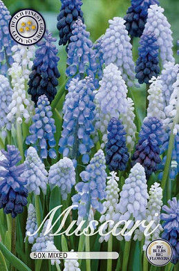 Muscari Mixed x30 8/9