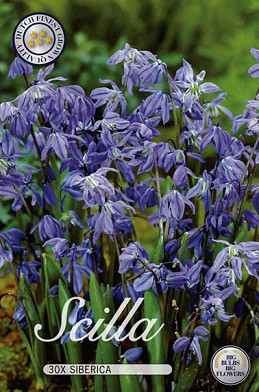 Scilla Siberica x30 8/9