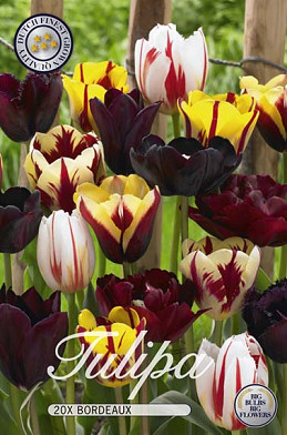 Tulipa Bordeaux x20 12/+