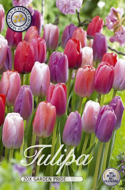 Tulipa Garden Pride x20 12/+