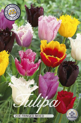 Tulp Fringed Mixed x20 12/+