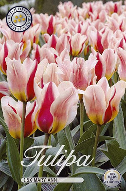 Tulp Greigii Mary Ann x15 12/+