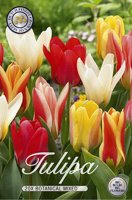 Tulp Kaufmania Mixed x20 12/+