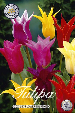 Tulp Lilyflowering Mixed x20 12/+