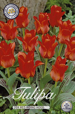 Tulp Red Riding Hood x20 12/+