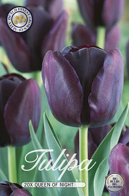 Tulp Single Late Queen of Night x20 12/+