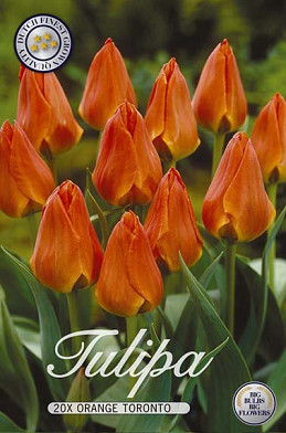 Tulp Specie Orange Toronto x20 12/+