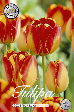 Tulp Triumph Banja Luka x20 12/+