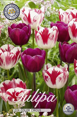 Tulp Triumph Colour Circus x20 12/+