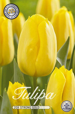 Tulp Triumph Strong Gold x20 12/+