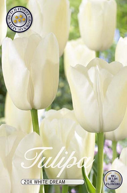 Tulp Triumph White Dream x20 12/+