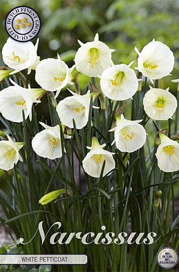 Narcis Jonquilla White Petticoat x7 6/8