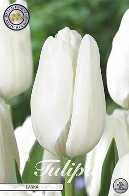 Tulp Darwin Lanka x7 12/+