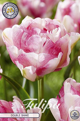 Tulp Double Late Double Shake x7 12/+