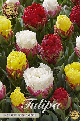 Tulp Double Late Ice Cream Mixed Garden x5 12/+