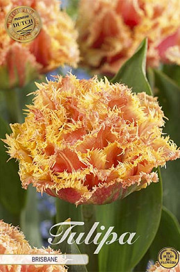 Tulp Fringed Double Brisbane x7 12/+