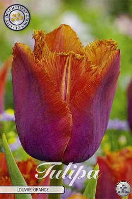 Tulp Fringed Louvre Orange x7 12/+