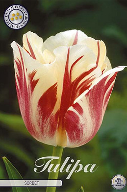 Tulp Single Late Sorbet x7 12/+