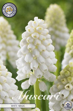 Muscari White Magic x10 8/9