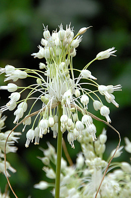 Allium carinatum ssp. pulchellum 'Album'  I .