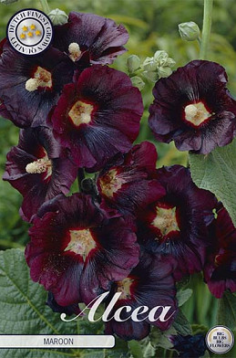 Alcea Maroon x 1 I .