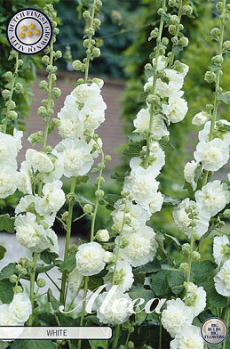 Alcea White x 1 I .