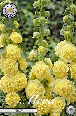 Alcea Yellow x 1 I .