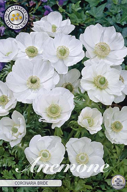 Anemone Coronaria Bride x 15 5/6