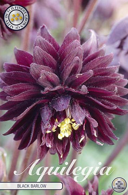 Aquilegia Black Barlow x 2 I .