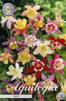 Aquilegia Gemengd 3 I .