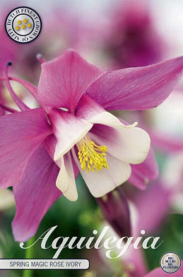 Aquilegia Spring Magic Rose Ivory x 2 I .