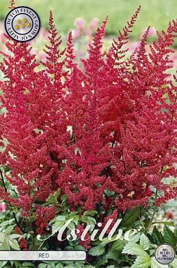 Astilbe Rood x 1 I .