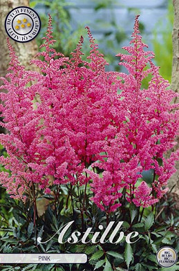 Astilbe Rose   x 1 I .