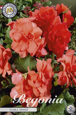 Begonia Double Orange x3 5/6