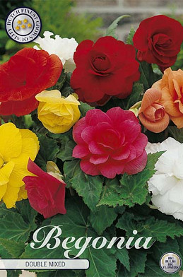 Begonia Dubbel Mix x 3 5/6