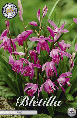 Bletilla Pink x1 .