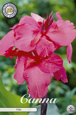 Canna Rose x 1 I .