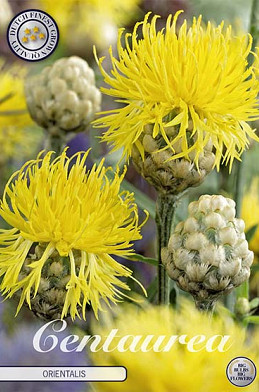 Centaurea Orientalis x 1 I .