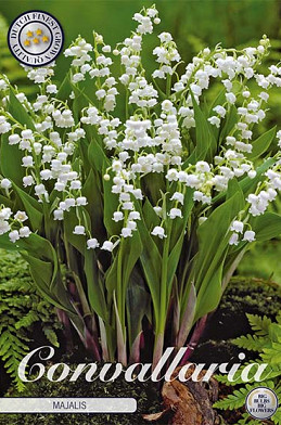 Convallaria Majalis 5 I .