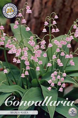 Convallaria Majalis Rosea x3 I .