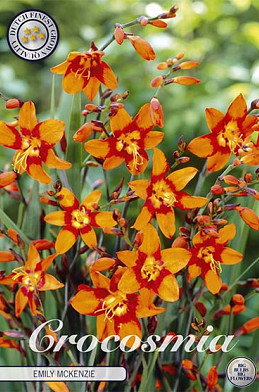 Crocosmia Emily Mckenzier x 10 6/7