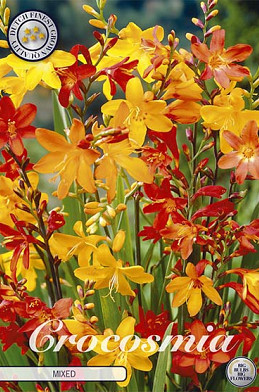 Crocosmia Mixed x 15 6/7