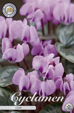 Cyclamen Coum x 2 14/16