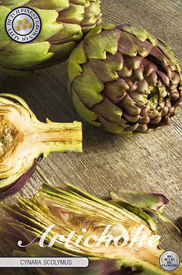 Cynara Artichoke Scolymus x2 I .