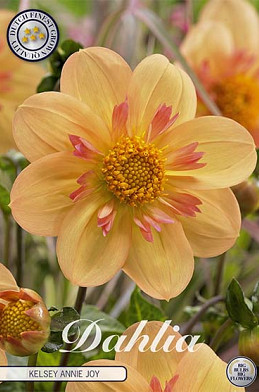 Dahlia Anemone Kelsey Annie Joy x 1 I .