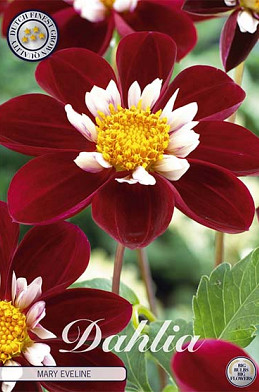 Dahlia Anemone Mary Eveline x 1 I .