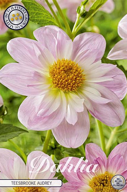 Dahlia Anemone Teesbrooke Audrey x1 I