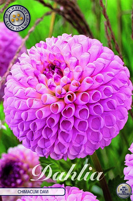 Dahlia Ball Chimacum Davi x1 I .